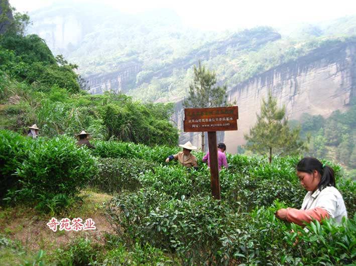 天心岩火焰山茶园