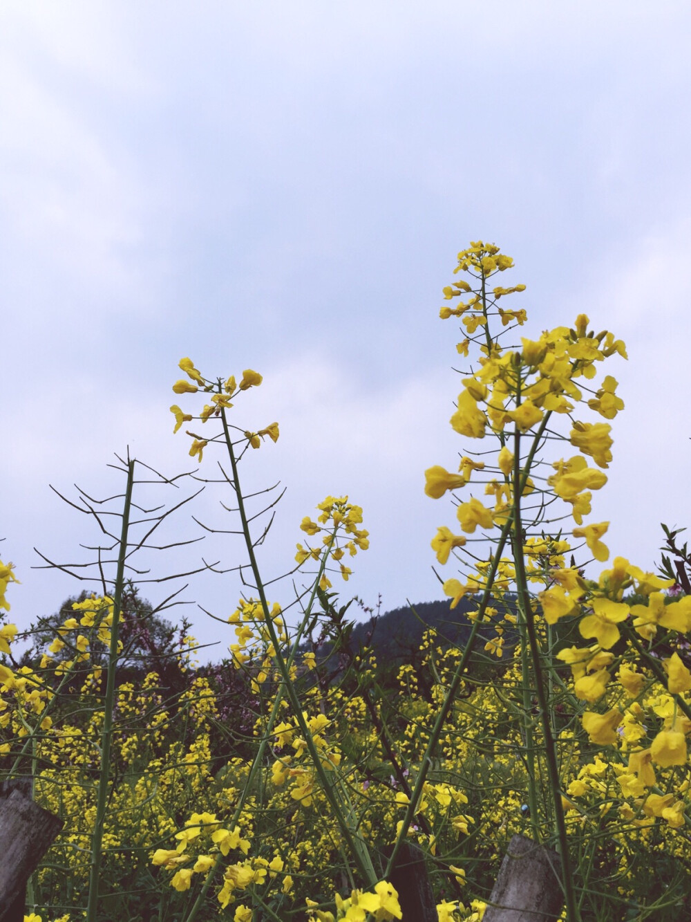 油菜花