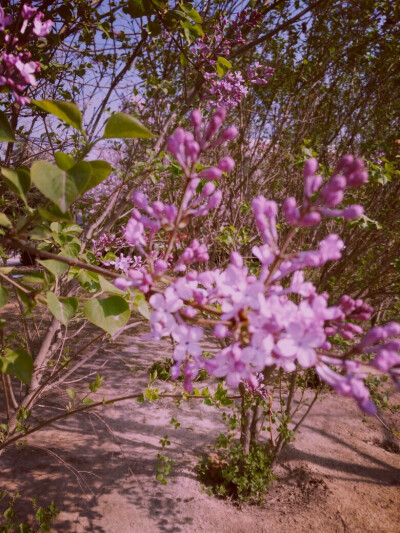 丁香花朵~