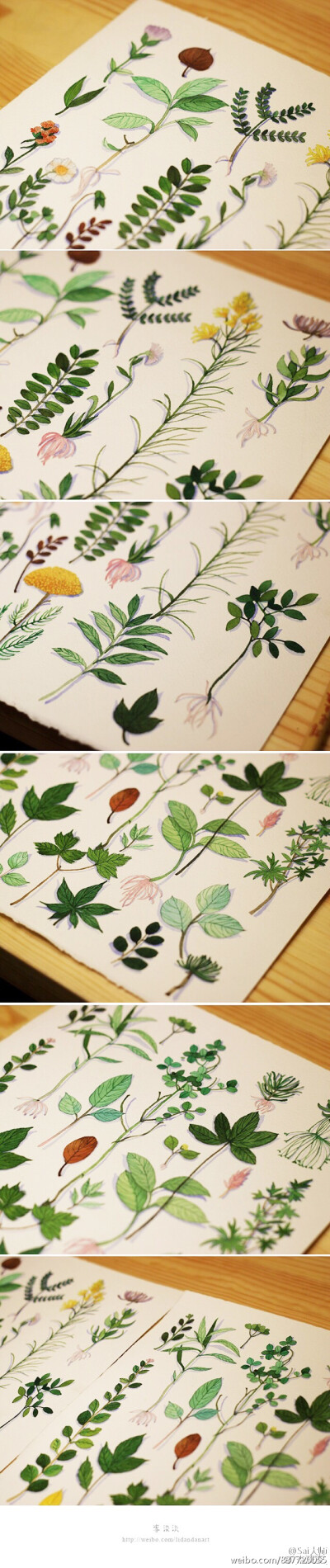 #绘画学习# 一些植物的设计绘制过程，最后一P为常用的绘制画具介绍~♡ （作者： @_李淡淡_ ）