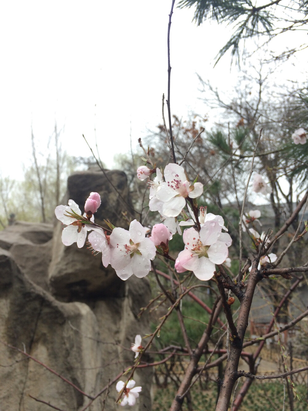 雨后芳华 