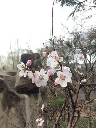 雨后芳华 