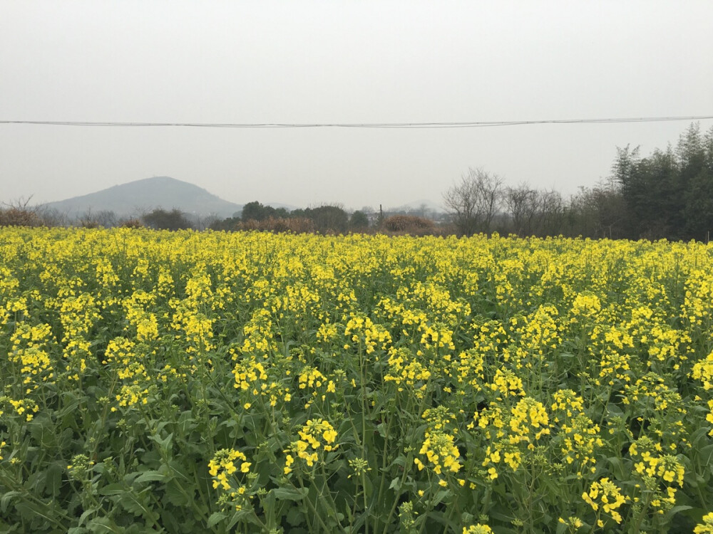 油菜花