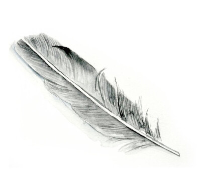 羽•水彩