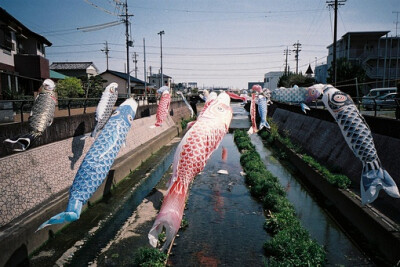 日式 和风 鲤鱼旗 旗帜 夏天 小清新 清风 盛夏 日本 鲤帜/こいのぼり 