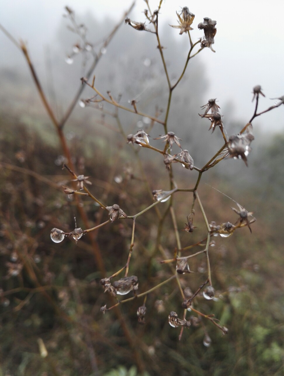 清晨