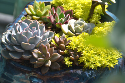 #思栩花草# 黄金万年草Sedum hispanicum，作为青春靓丽的护盆草，给多肉拼盘增色不少，给点阳光就灿烂说的就是他了吧[哈哈]趁着好天气，大家都砍小头等着他爆盆吧@颗粒四听