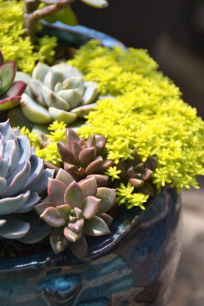 #思栩花草# 黄金万年草Sedum hispanicum，作为青春靓丽的护盆草，给多肉拼盘增色不少，给点阳光就灿烂说的就是他了吧[哈哈]趁着好天气，大家都砍小头等着他爆盆吧@颗粒四听