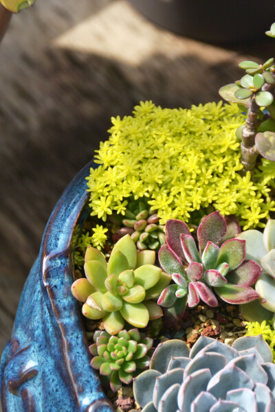 #思栩花草# 黄金万年草Sedum hispanicum，作为青春靓丽的护盆草，给多肉拼盘增色不少，给点阳光就灿烂说的就是他了吧[哈哈]趁着好天气，大家都砍小头等着他爆盆吧@颗粒四听