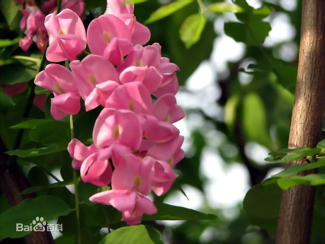 四月槐花槐月粉色