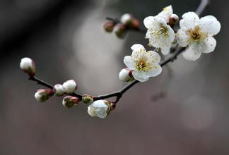 正月梅花 梅月 白梅