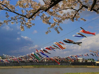 日式 和风 鲤鱼旗 旗帜 夏天 小清新 清风 盛夏 日本 鲤帜/こいのぼり