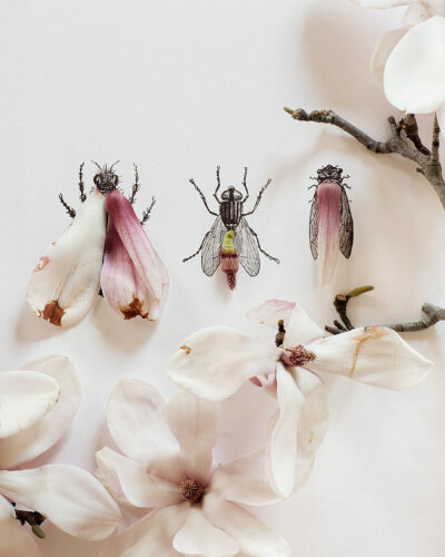 Magnolia Bug No. 4334