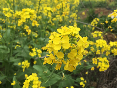 油菜花儿的美
