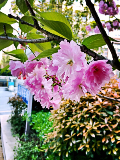 应该是樱花吧