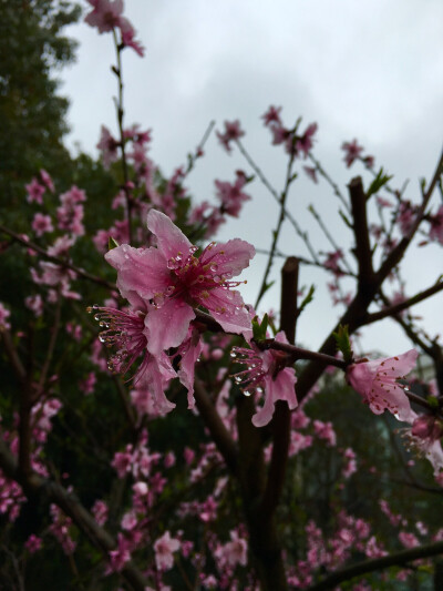 去年今日此门中，人面桃花相映红。
人面不知何处去，桃花依旧笑春风。