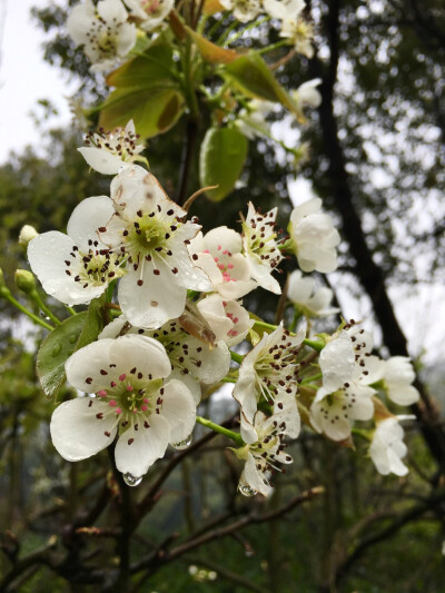 玉容寂寞泪阑干，梨花一枝春带雨。