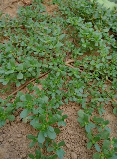 中文学名：马齿苋（蜀本草）、拉丁学名：Portulaca oleracea L、别称：马苋、五行草、长命菜、五方草、瓜子菜、麻绳菜、马齿菜、蚂蚱菜