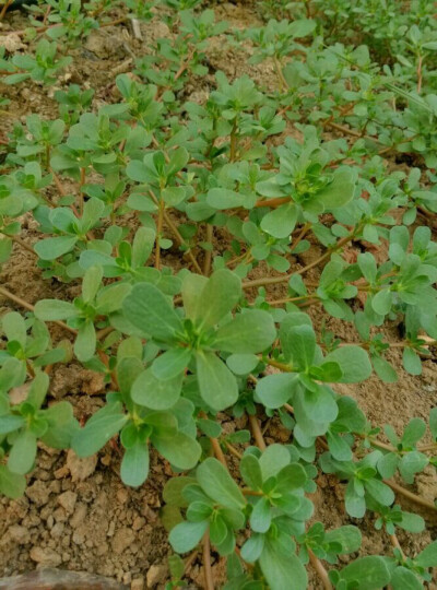 中文学名：马齿苋（蜀本草）、拉丁学名：Portulaca oleracea L、别称：马苋、五行草、长命菜、五方草、瓜子菜、麻绳菜、马齿菜、蚂蚱菜