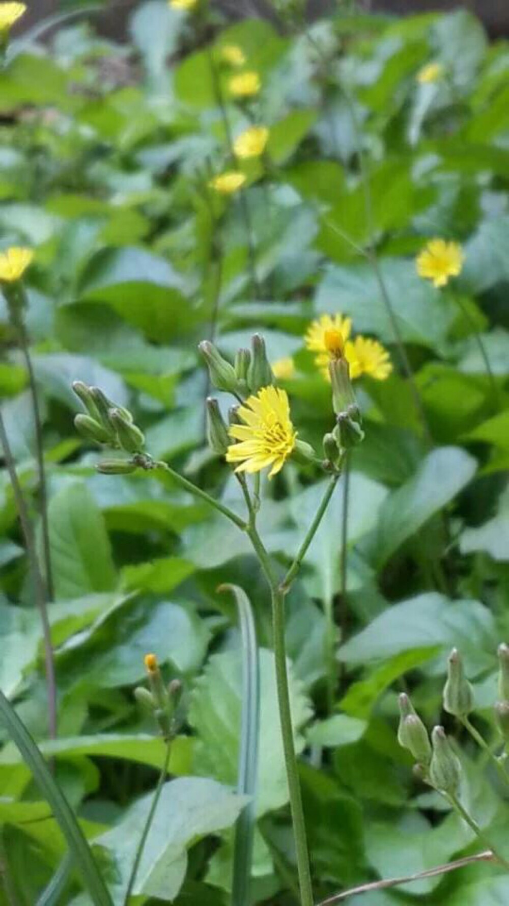 中文学名：苣荬菜、拉丁学名：
Sonchus brachyotus DC、别称
：荬菜、野苦菜、野苦荬、苦葛麻、苦荬菜、取麻菜、苣菜、曲麻菜