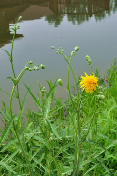 中文学名：苣荬菜、拉丁学名：
Sonchus brachyotus DC、别称
：荬菜、野苦菜、野苦荬、苦葛麻、苦荬菜、取麻菜、苣菜、曲麻菜