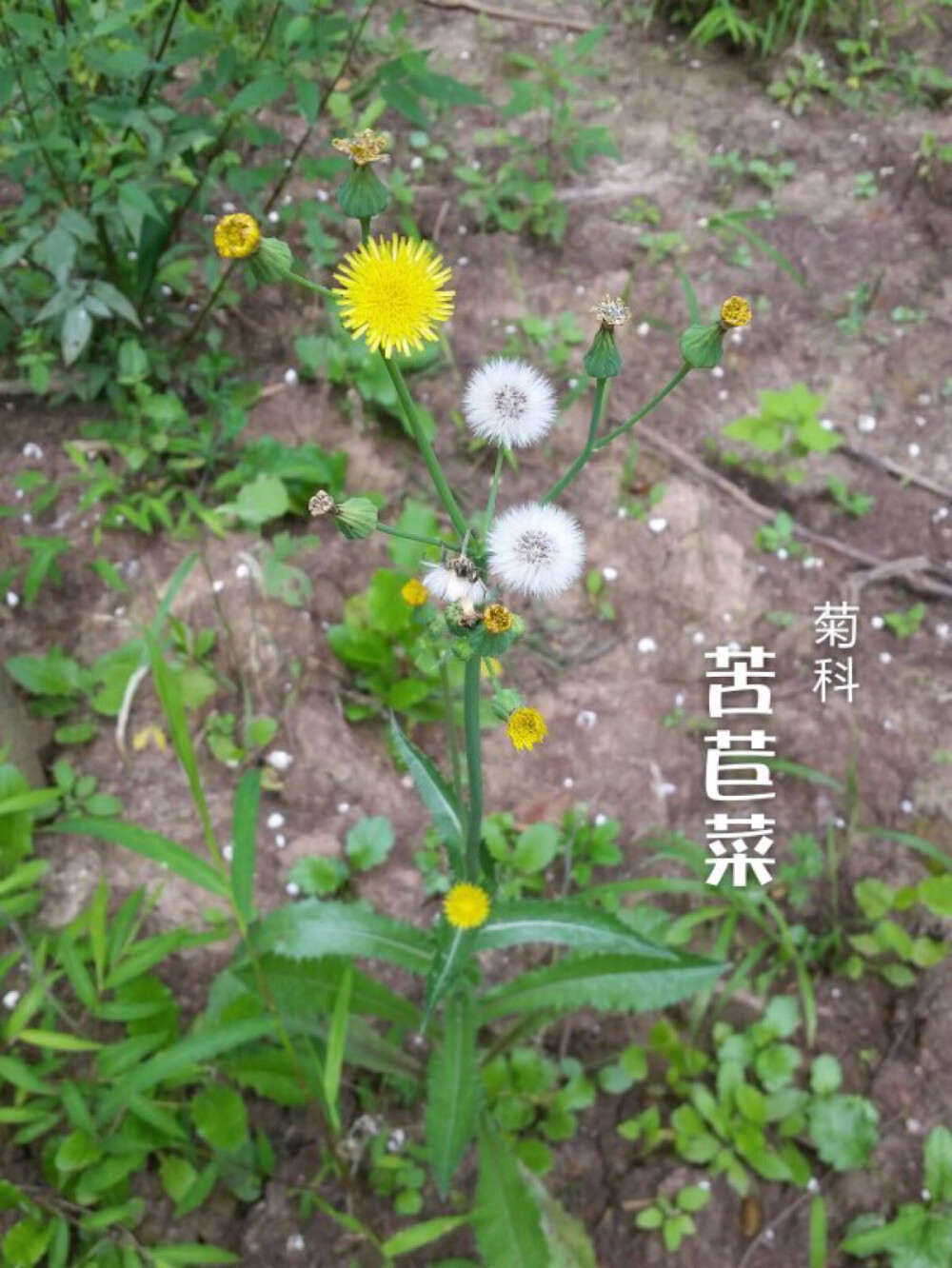 中文学名：苣荬菜、拉丁学名：
Sonchus brachyotus DC、别称
：荬菜、野苦菜、野苦荬、苦葛麻、苦荬菜、取麻菜、苣菜、曲麻菜