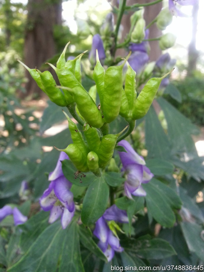 【石之若璞-花事-秋日觅花影】——碧花“鸳鸯菊”——乌头~ ~
中文学名： 乌头 ~
拉丁学名：Aconitum carmichaeli Debx.~
毛茛目 Ranunculales-毛茛亚目 Ranunculineae-毛茛科 Ranunculaceae-乌头属 Aconitum-乌头 Aconitum carmichaelii~