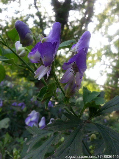 【石之若璞-花事-秋日觅花影】——碧花“鸳鸯菊”——乌头~ ~
中文学名： 乌头 ~
拉丁学名：Aconitum carmichaeli Debx.~
毛茛目 Ranunculales-毛茛亚目 Ranunculineae-毛茛科 Ranunculaceae-乌头属 Aconitum-乌头 …