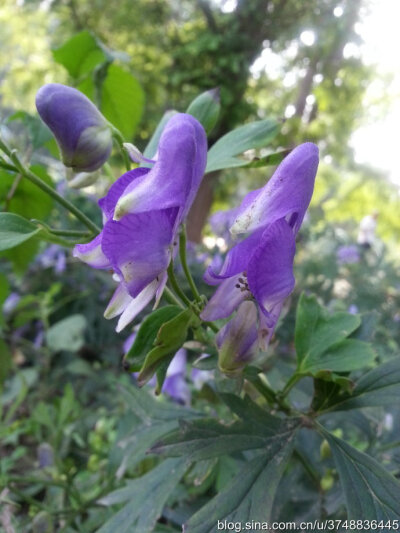 【石之若璞-花事-秋日觅花影】——碧花“鸳鸯菊”——乌头~ ~
中文学名： 乌头 ~
拉丁学名：Aconitum carmichaeli Debx.~
毛茛目 Ranunculales-毛茛亚目 Ranunculineae-毛茛科 Ranunculaceae-乌头属 Aconitum-乌头 …