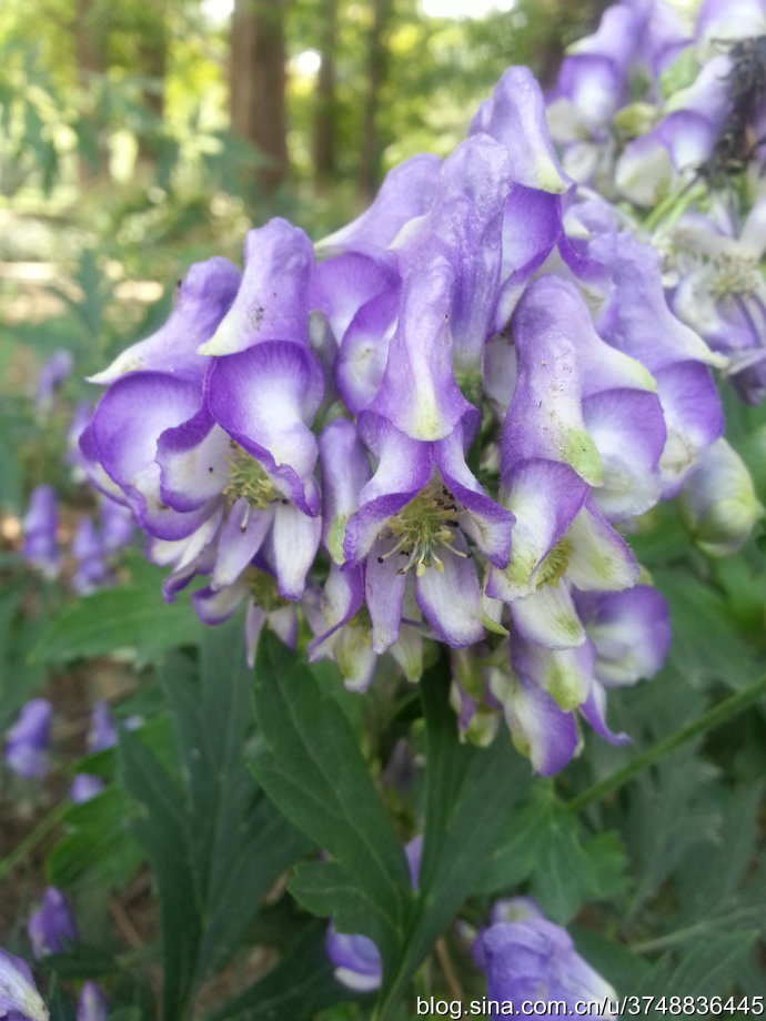 【石之若璞-花事-秋日觅花影】——碧花“鸳鸯菊”——乌头~ ~
中文学名： 乌头 ~
拉丁学名：Aconitum carmichaeli Debx.~
毛茛目 Ranunculales-毛茛亚目 Ranunculineae-毛茛科 Ranunculaceae-乌头属 Aconitum-乌头 Aconitum carmichaelii~