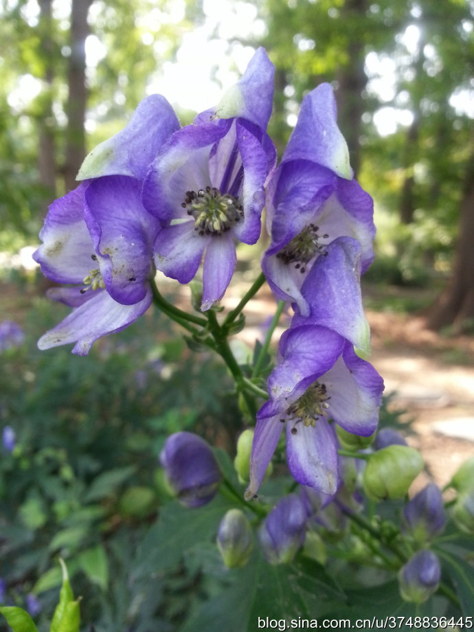 【石之若璞-花事-秋日觅花影】——碧花“鸳鸯菊”——乌头~ ~
中文学名： 乌头 ~
拉丁学名：Aconitum carmichaeli Debx.~
毛茛目 Ranunculales-毛茛亚目 Ranunculineae-毛茛科 Ranunculaceae-乌头属 Aconitum-乌头 Aconitum carmichaelii~