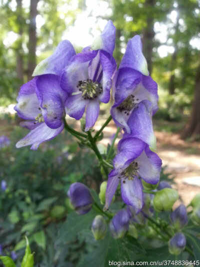 【石之若璞-花事-秋日觅花影】——碧花“鸳鸯菊”——乌头~ ~
中文学名： 乌头 ~
拉丁学名：Aconitum carmichaeli Debx.~
毛茛目 Ranunculales-毛茛亚目 Ranunculineae-毛茛科 Ranunculaceae-乌头属 Aconitum-乌头 …