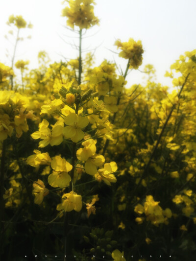 油菜花 踏青