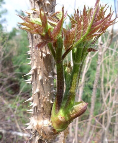 刺嫩芽：拉丁学名Aralia elata (Miq.) Seem、别称：刺老芽、刺老鸦、龙牙楤木、虎阳刺