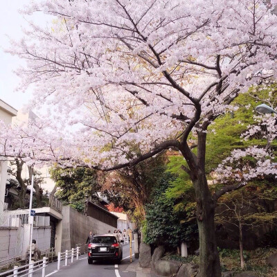 日本樱花季