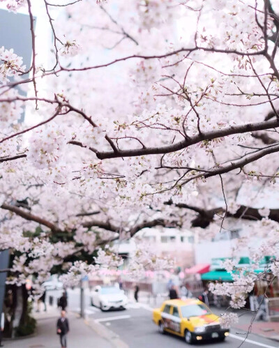 日本樱花季