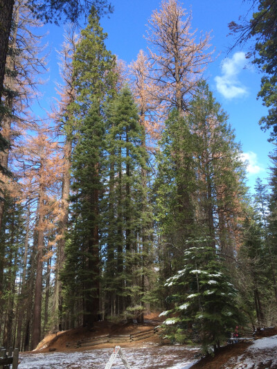 Yosemite优胜美地国家公园/DAY2
Big Oak Flat Road为优胜美地最早的一条为游客开放的徒步路线之一 两边是巨大的橡树林 早期淘金热时不少人也来此淘金