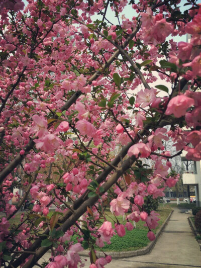 校园的花春天来了呢～