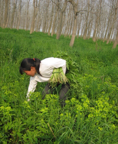 野水芹、别称：水英、细本山芹菜、牛草、楚葵、刀芹、蜀芹、野芹菜等、水芹属于伞形科、水芹菜属.多年水生宿根草本植物。