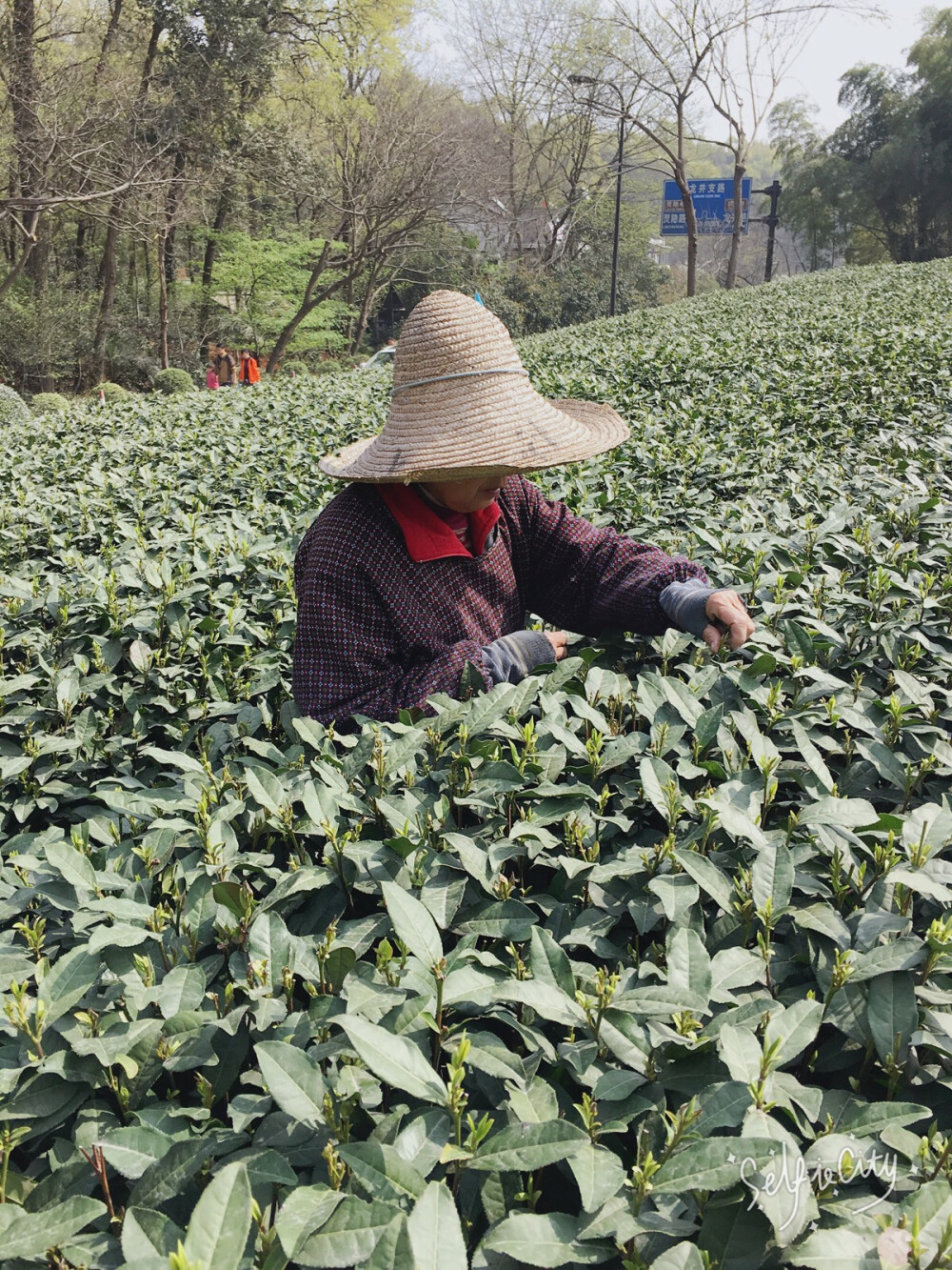 灵隐寺山脚下，一望无际的茶园