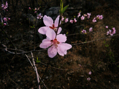 花花花