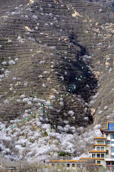 清明 花海 寺庙