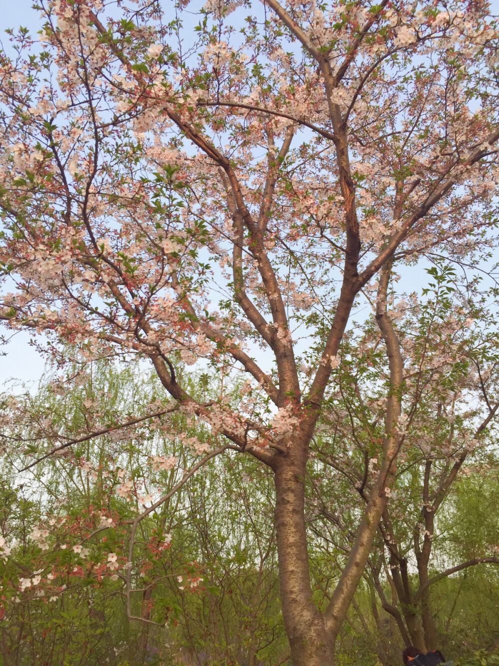 一起去顾村公园看樱花