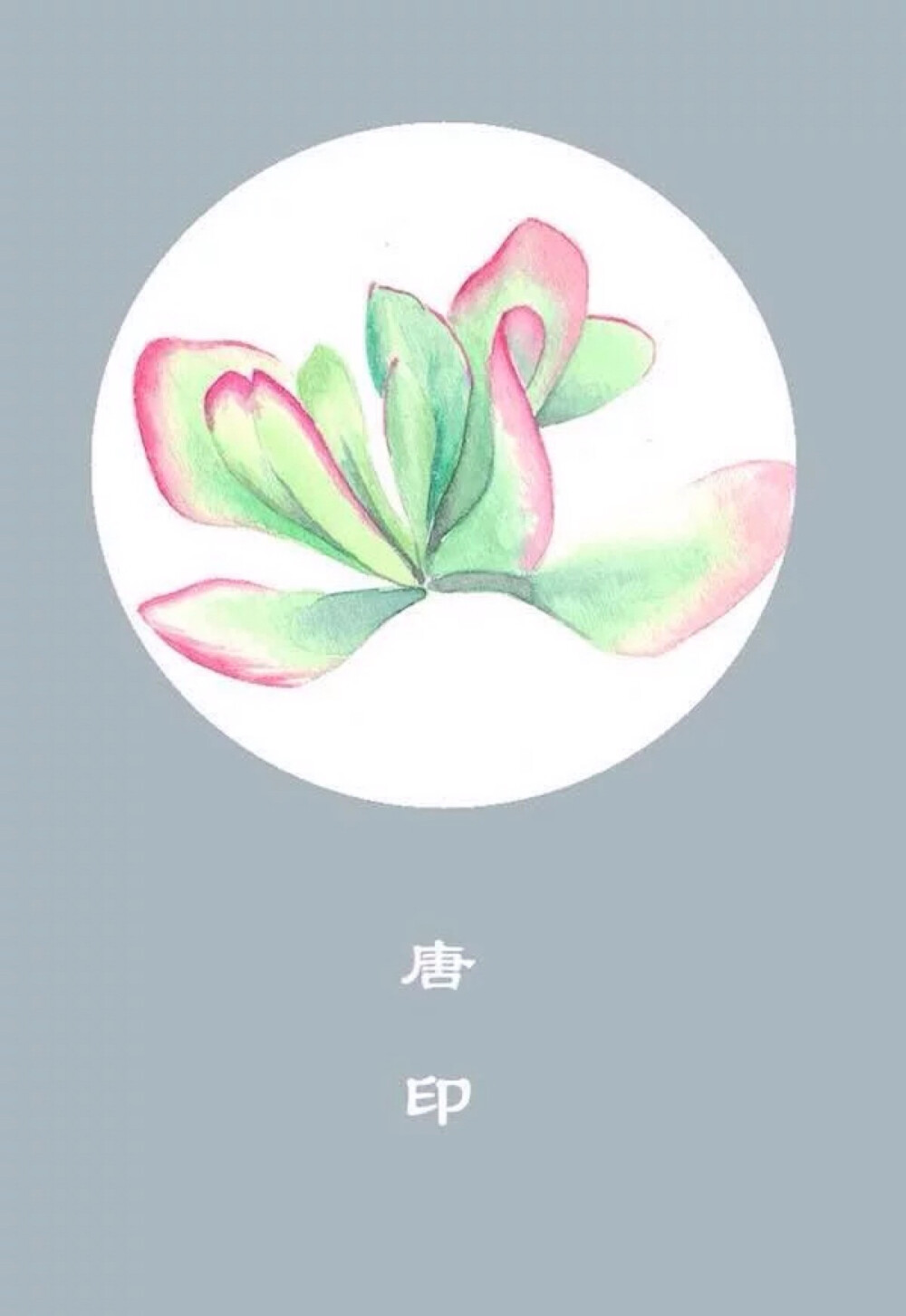 水彩唯美多肉植物插画-唐印