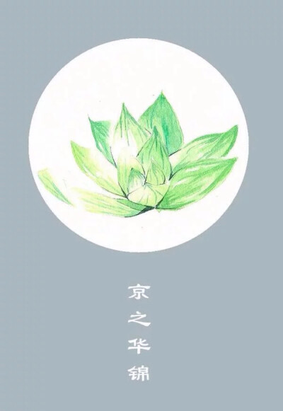 水彩唯美多肉植物插画-京之华锦