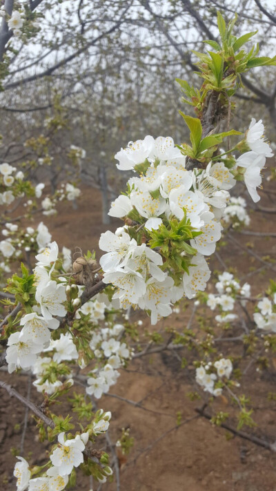 樱桃花