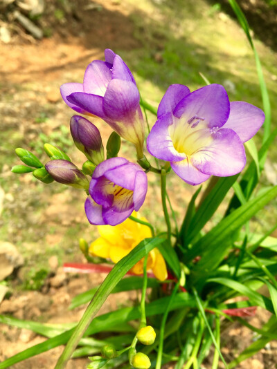 紫色水仙花