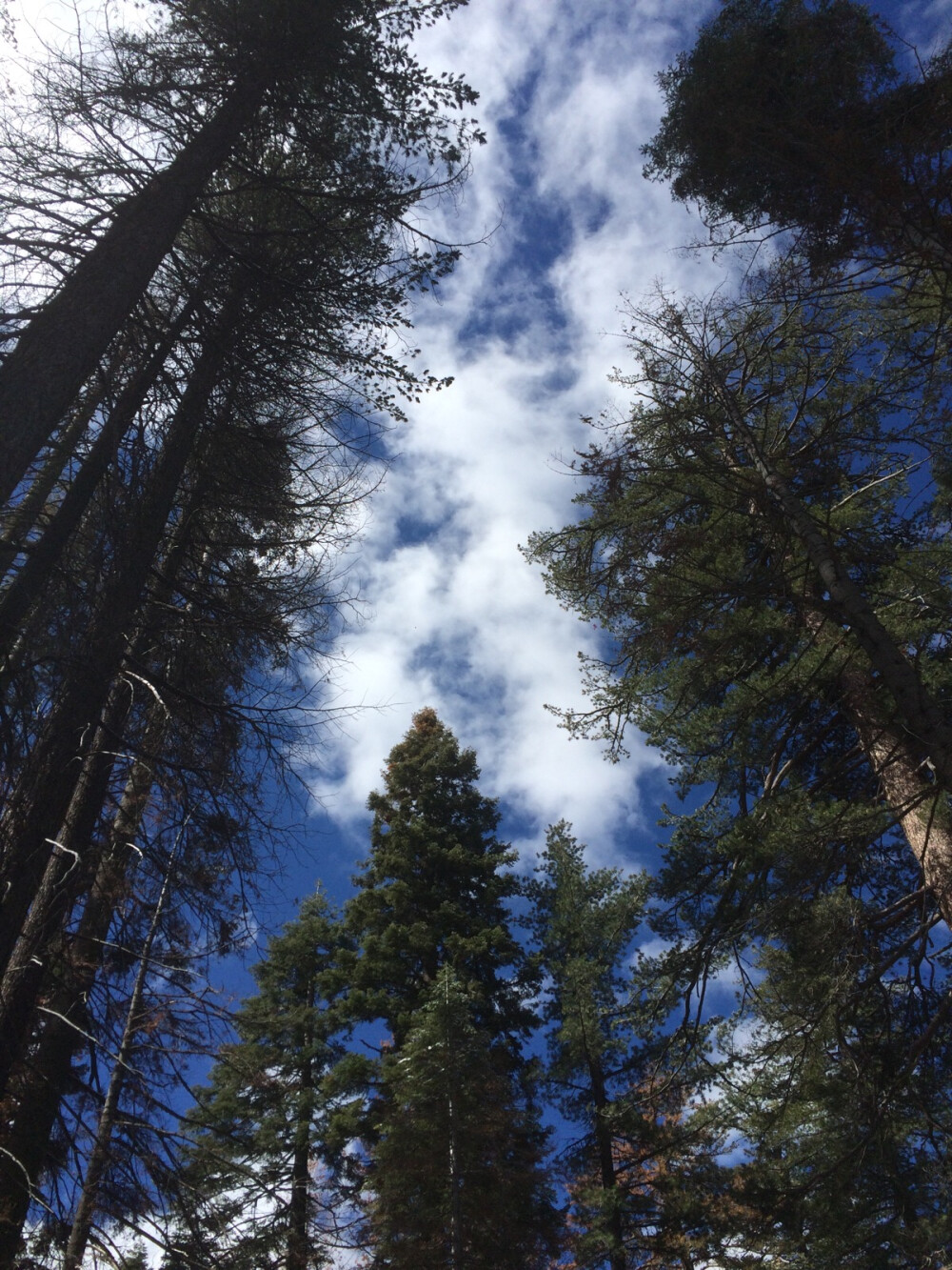 Tuolumne Grove一条非常安静的小路 除了自己的脚步声 只能听见冰雪在红杉与松树上融化时 叮叮咚咚滴下来的声响