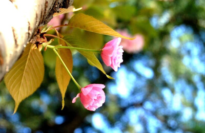 又是一年，樱花烂漫时