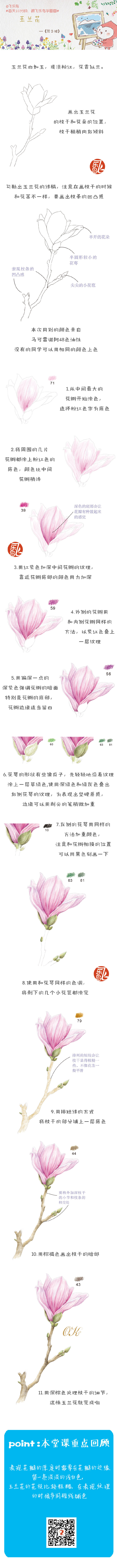 每天10分钟,跟飞乐鸟学画画-玉兰花.做手账素材也不错哦.出自-飞乐鸟.